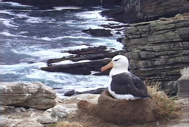 南极企鹅模板下载