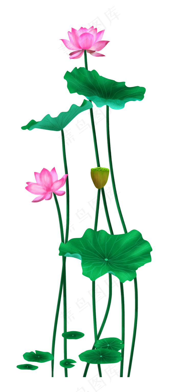 中国风夏天荷花荷叶,免抠元素