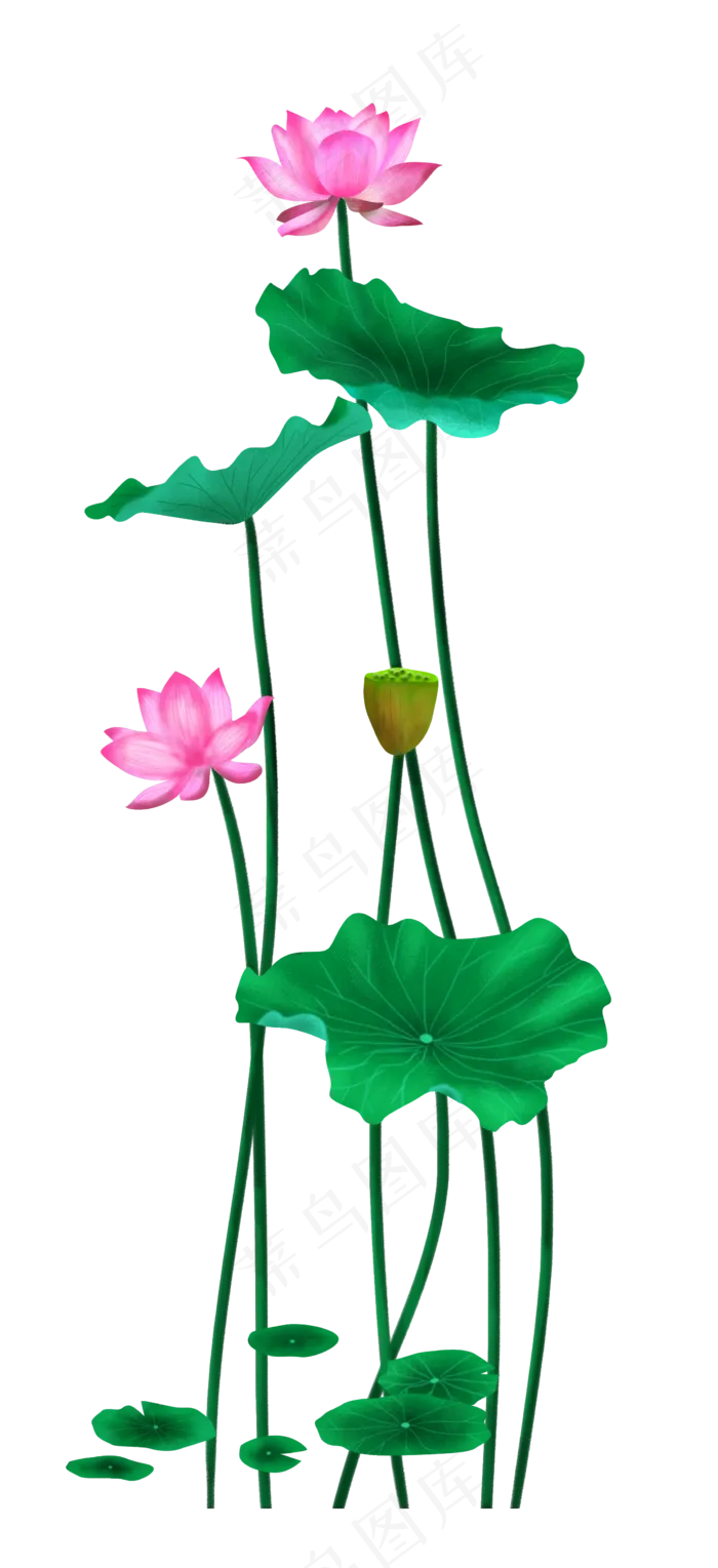中国风夏天荷花荷叶,免抠元素
