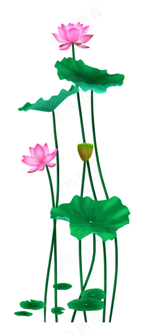 中国风夏天荷花荷叶,免抠元素