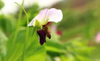 蜜蜂与豌豆图片