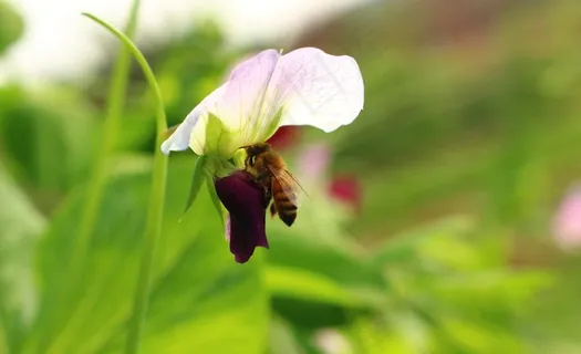 蜜蜂与豌豆图片 蜜蜂与豌豆图片