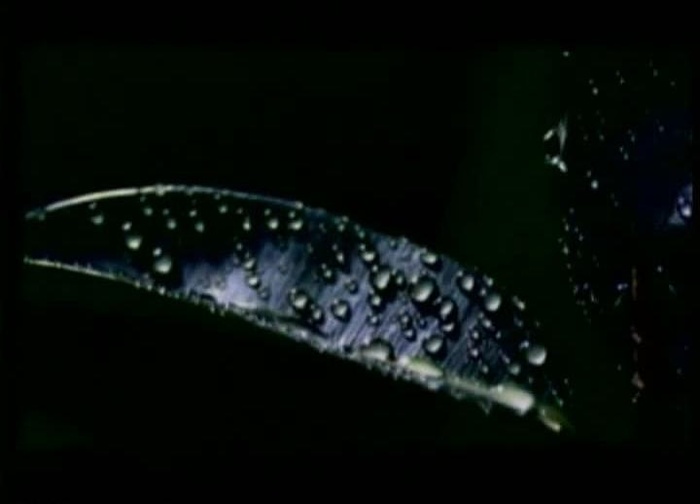水珠水滴视频素材图片