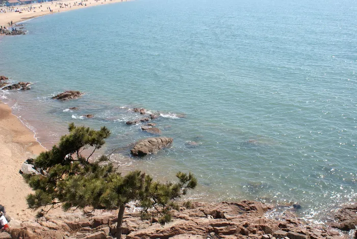 海边的松树图片