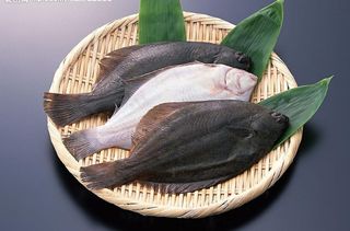 海洋生物海鲜 龟鱼图片