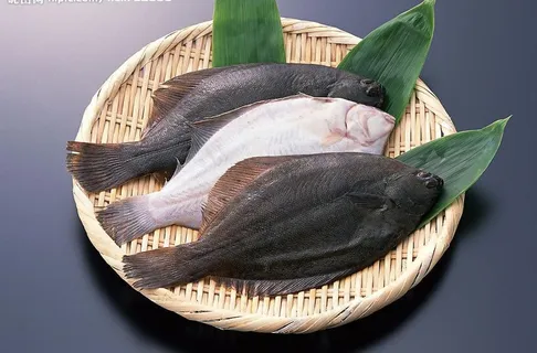 海洋生物海鲜 龟鱼图片 海洋生物海鲜 龟鱼图片
