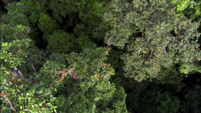 俯瞰森林景观实拍高清视频