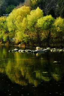 树和树的倒影图片