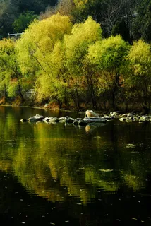 树和树的倒影图片