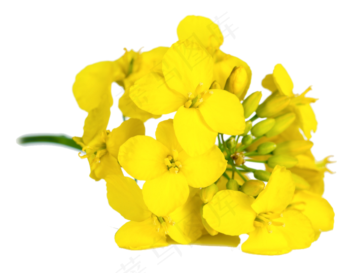 卡通黄色油菜花油菜花田植物图片海报...(1696X1304)