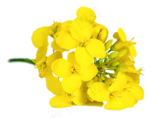 卡通黄色油菜花油菜花田植物图片海报...
