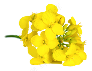 卡通黄色油菜花油菜花田植物图片海报...