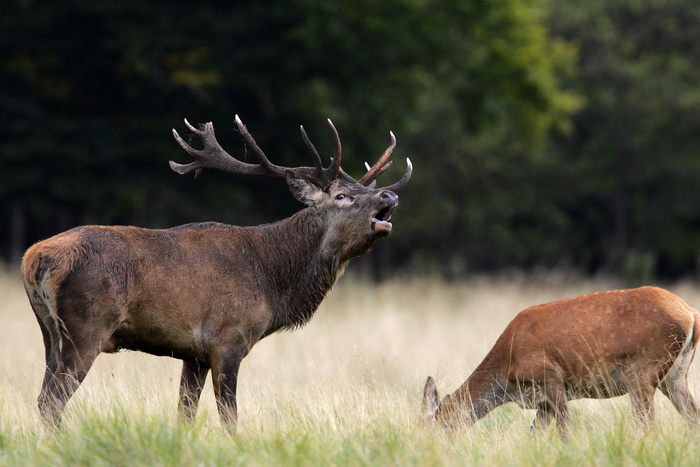 吃草的麋鹿图片
