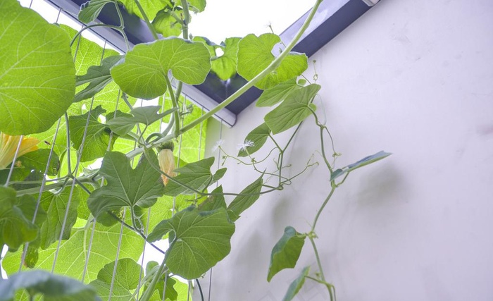 藤蔓植物图片