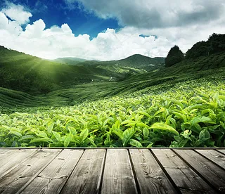 茶园图片