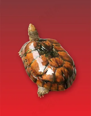 金钱龟免抠高清