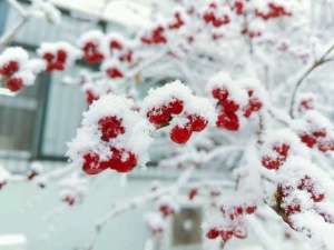 白雪唯美背景图片