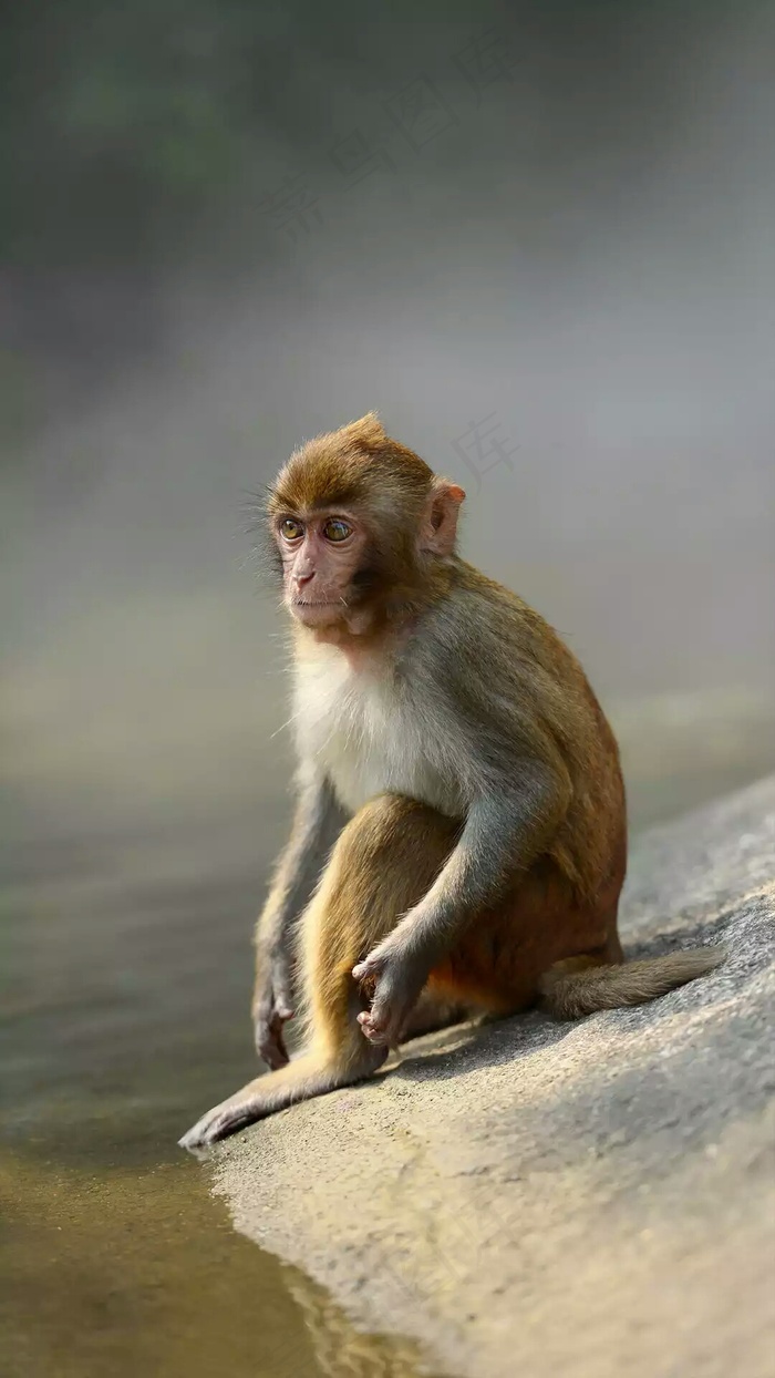 猴子高清摄影图片