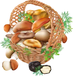 一篮框野生蘑菇