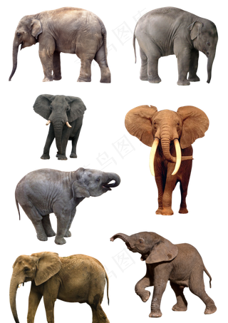 大象素材分层大图