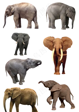 大象素材分层大图
