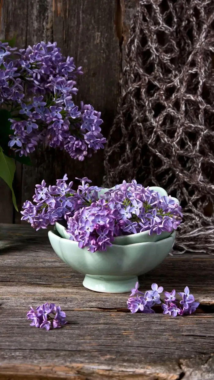 白色碗装着的花朵高清摄影图片