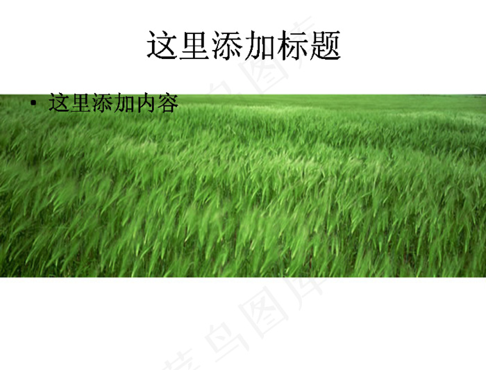 绿色麦田