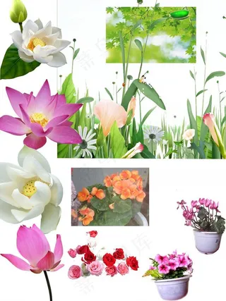 花草图片