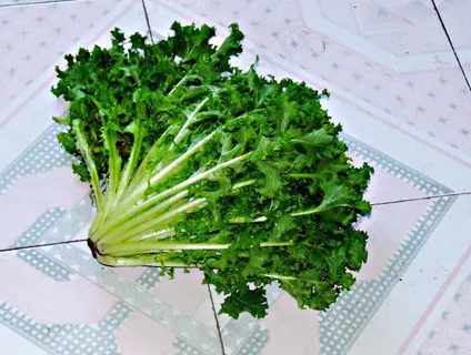苦菊蔬菜图片 苦菊蔬菜图片