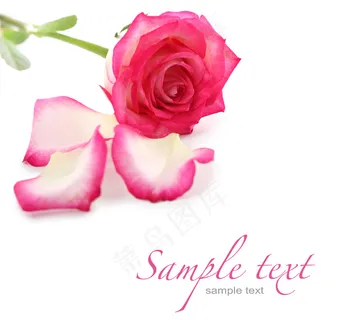 鲜花与花瓣图片