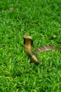 草地上的眼镜蛇图片
