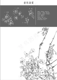 海棠花工笔矢量图 海棠花工笔矢量图