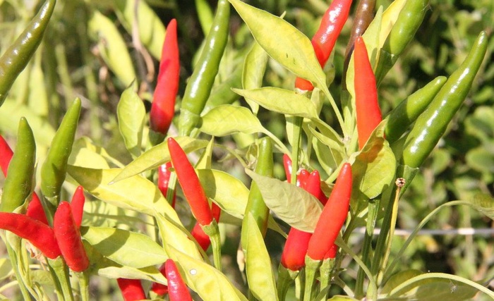 辣椒图片