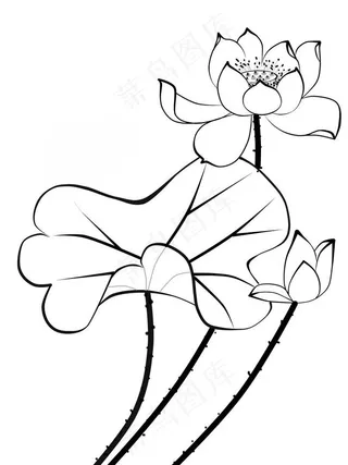 白描荷花图片