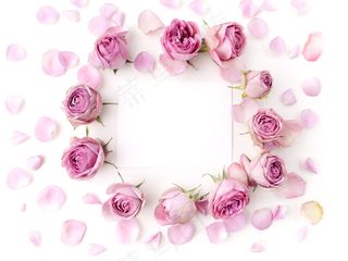 粉色玫瑰花静物设计素材