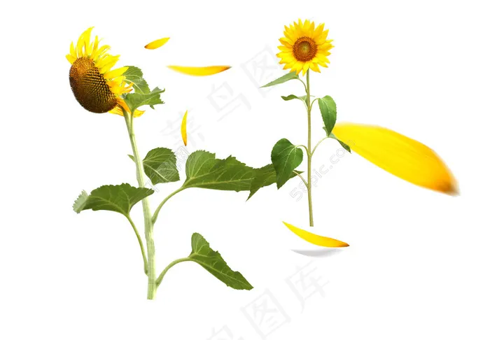 向日葵花瓣PSD高清素材psd模版下载