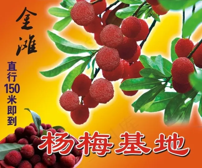 金滩杨梅基地cdr矢量模版下载