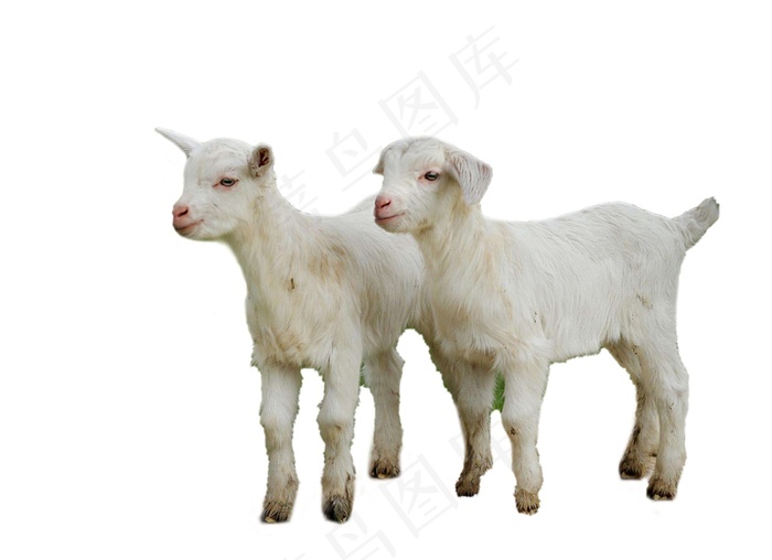 羊免抠素材PSD分层 