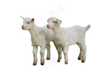 羊免抠素材PSD分层 