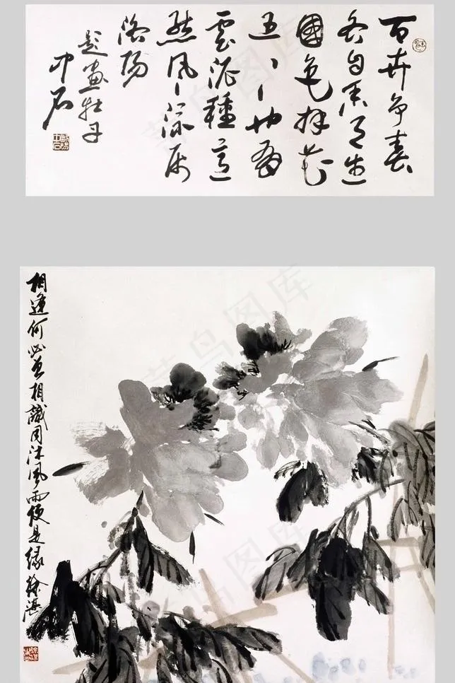 牡丹图片