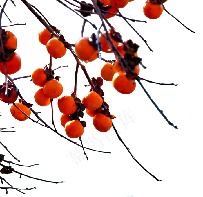 柿子和树枝,免抠元素(3000*2905px 300 dpi )psd模版下载