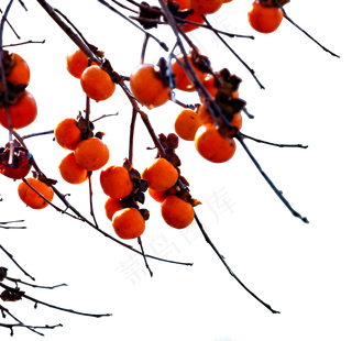 柿子和树枝,免抠元素