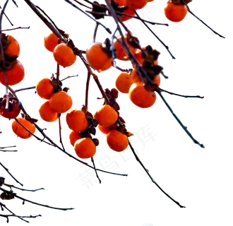 柿子和树枝,免抠元素 柿子和树枝,免抠元素