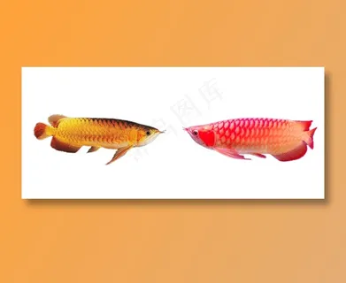 鱼 免抠素材PSD分层