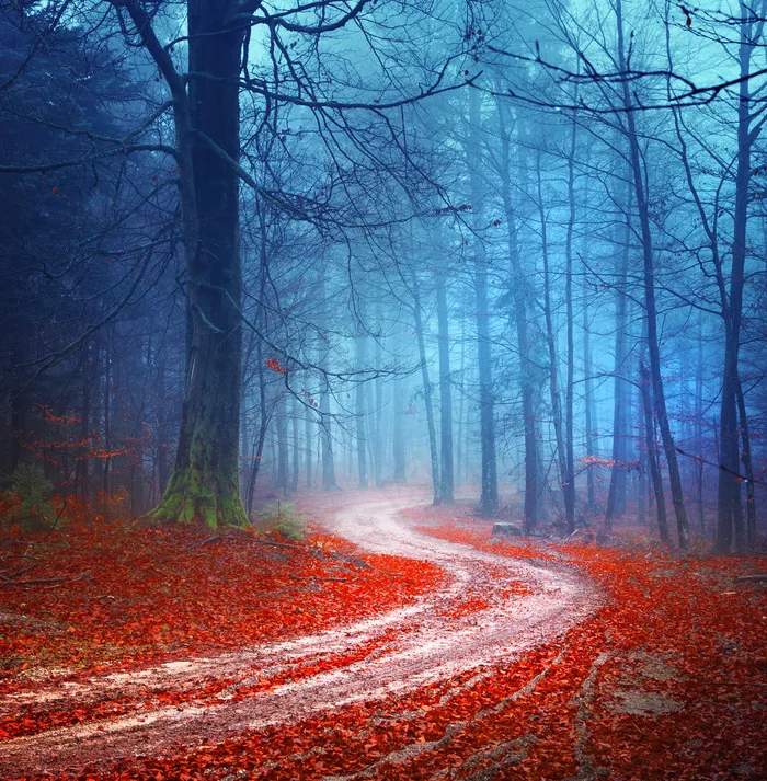 树林里的马路风景
