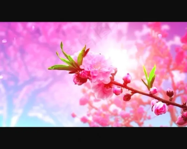 动态桃花背景视频素材模板下载