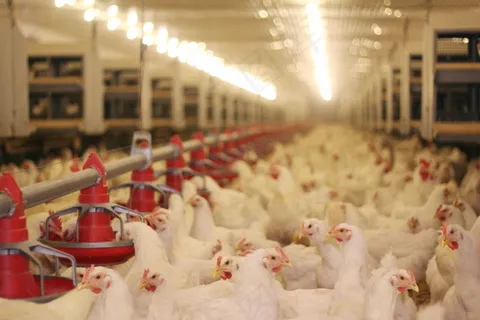 养殖场里的鸡图片