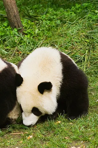 熊猫