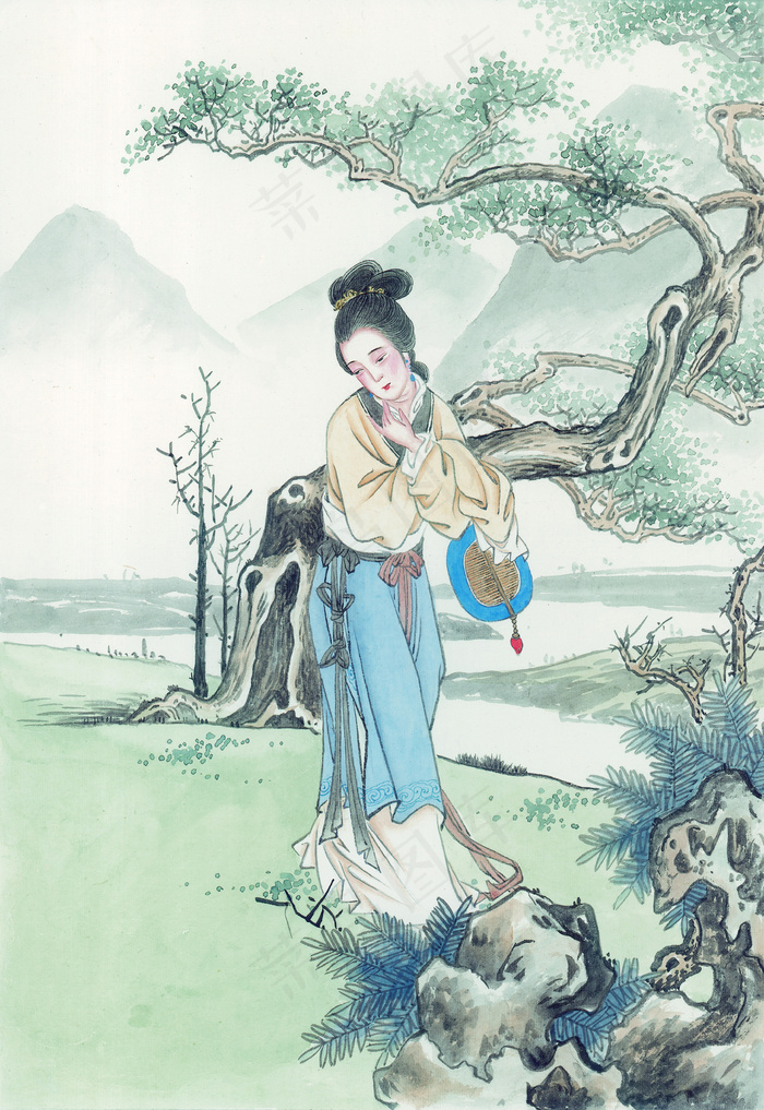 侍女松树