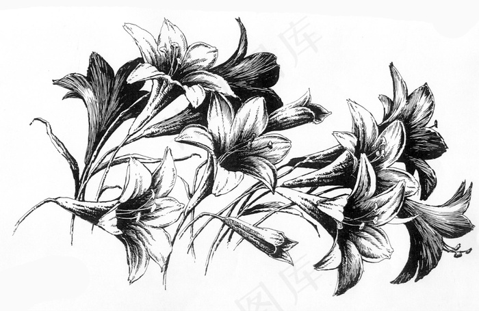 百合的线描写生